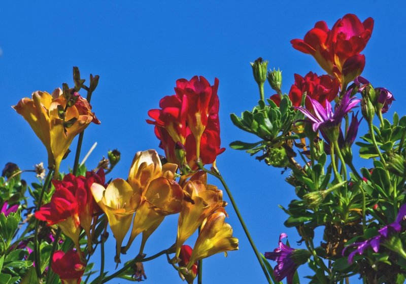 Фрезия (Freesia)