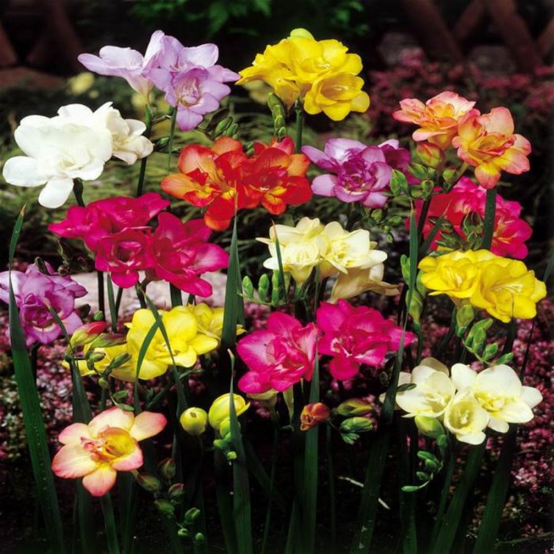 Фрезия Mixed Double Garden