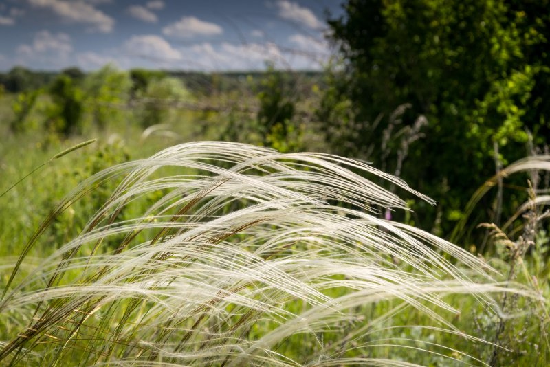 Ковыль (Stipa)