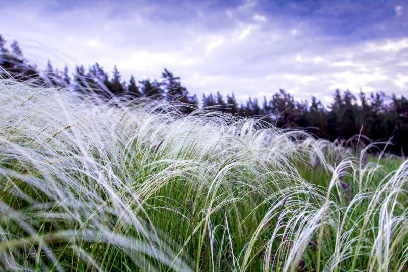 Ковыль (Stipa)
