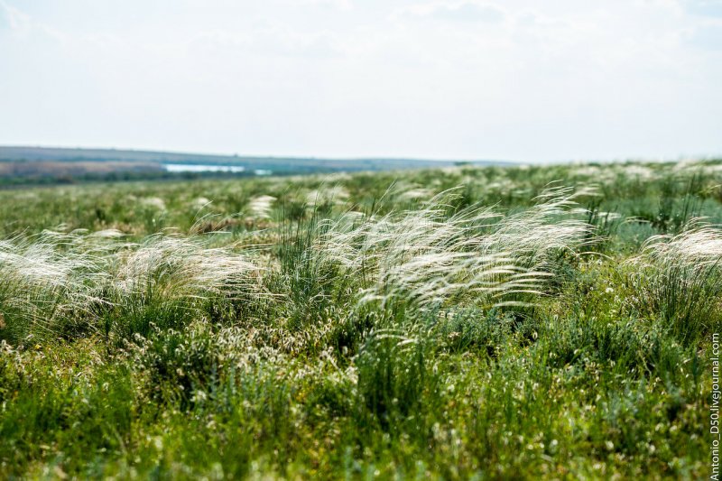 Ячмень гривастый (Hordeum jubatum)
