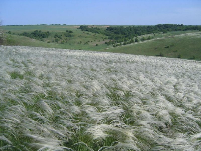 Донская степь ковыль