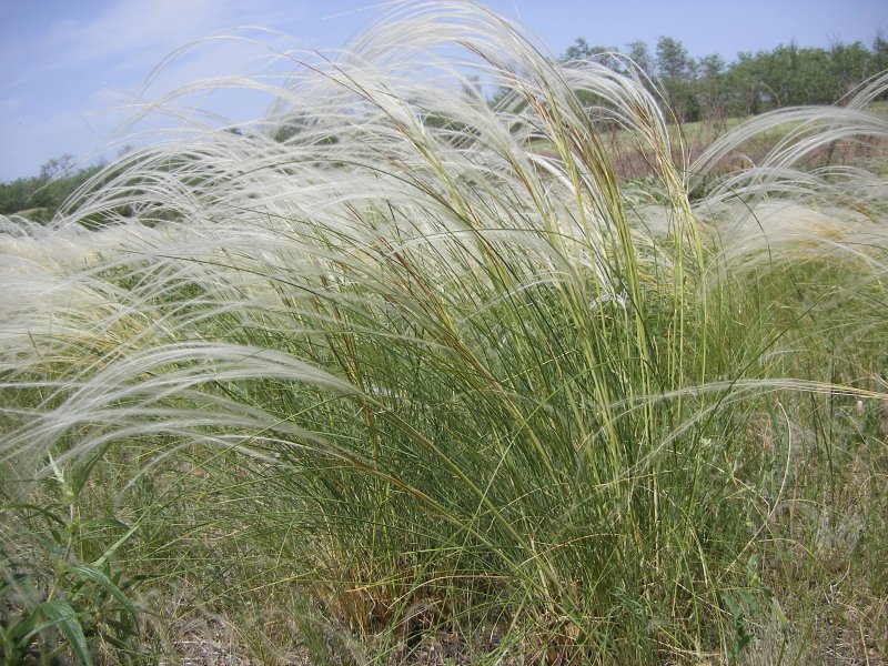Ковыль перистый (Stipa pennata)