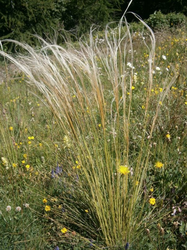 Ковыль волосатик Stipa capillata