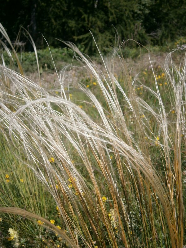 Ковыль перистый (Stipa pennata)