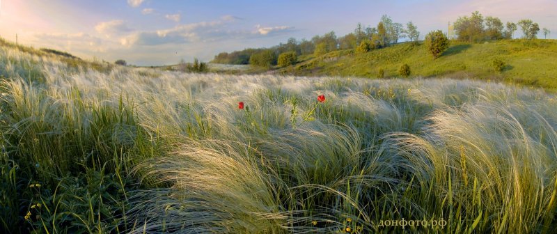 Ковыль волосатик Stipa capillata