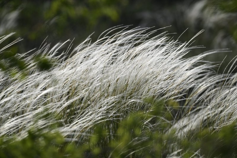 Stipa pulcherrima