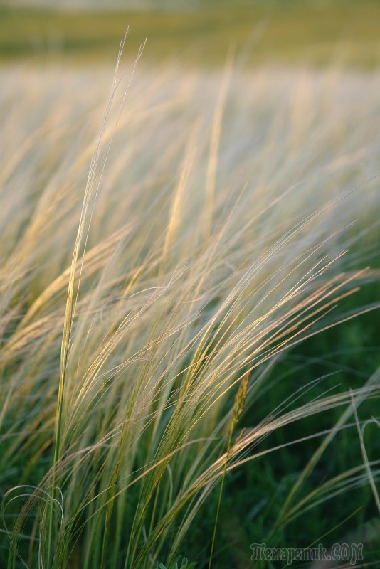 Ковыль перистый (Stipa pennata l.)