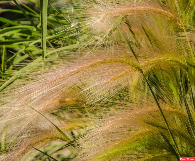 Ковыль (Stipa)