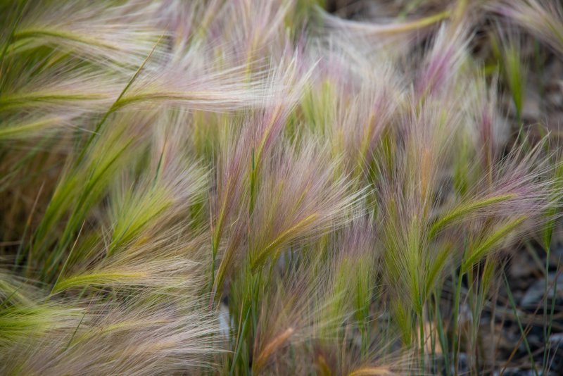 Ковыль (Stipa)