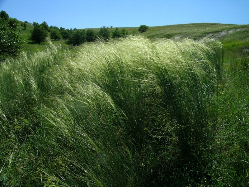Ковыль волосатик Stipa capillata