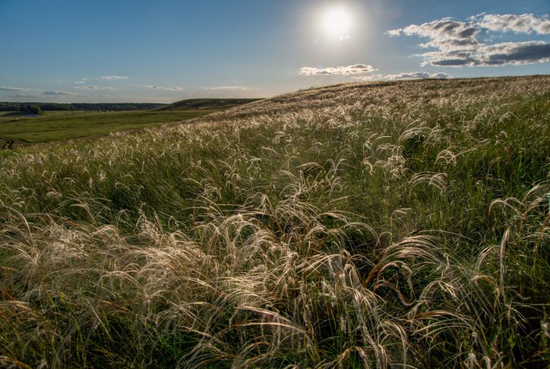Ковыль Куликова поля