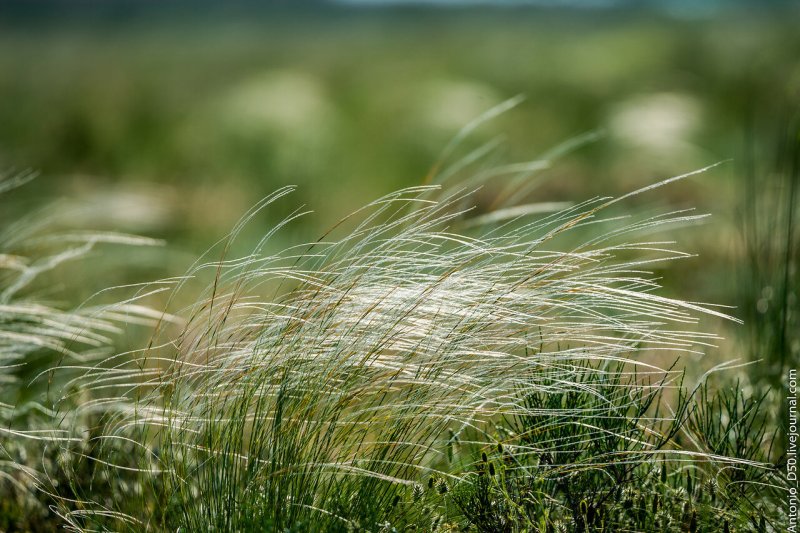Ковыль-волосатик (Stipa)