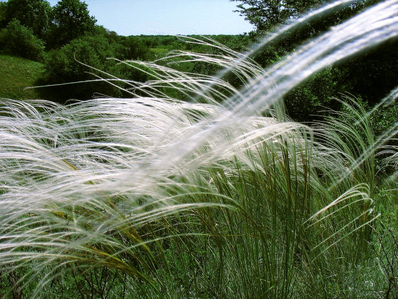 Ковыль (Stipa)