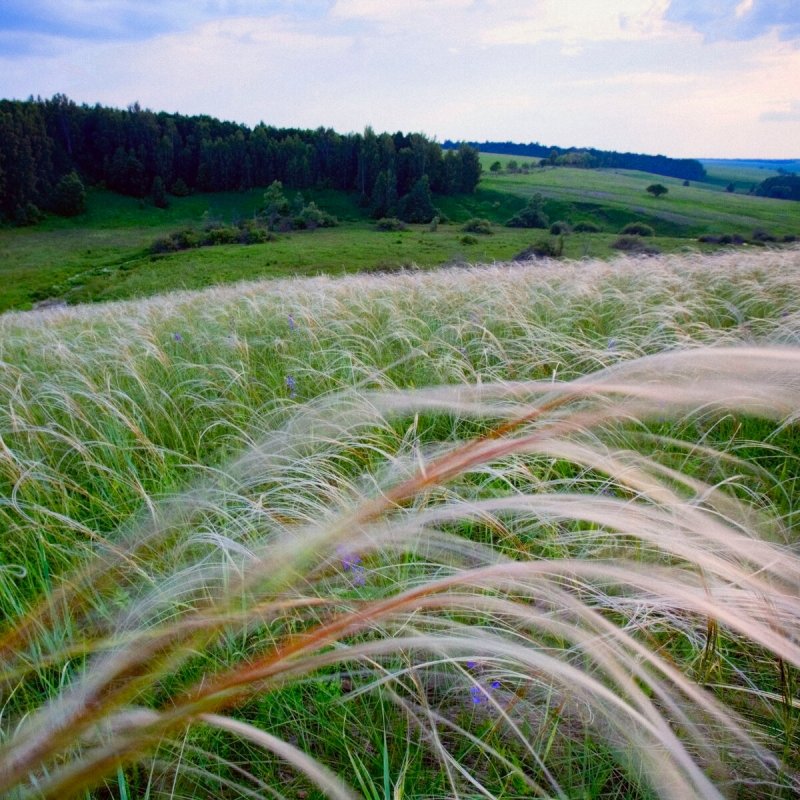 Ковыль Куликова поля