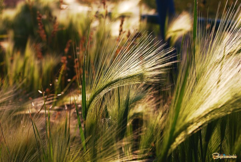 Ковыль перистый (Stipa pennata)