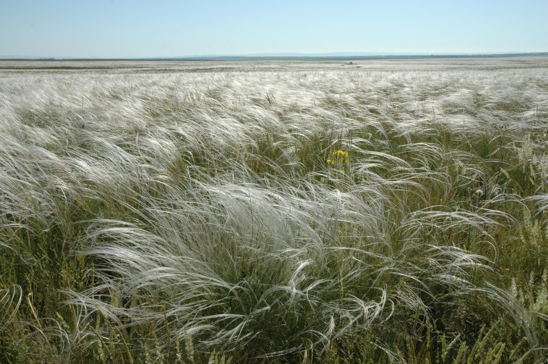 Ковыль перистый