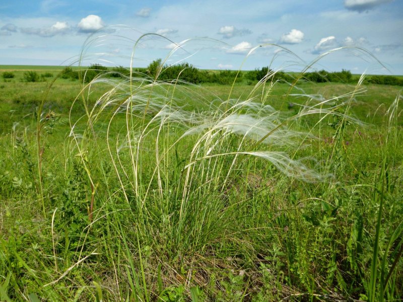 Stipa lessingiana