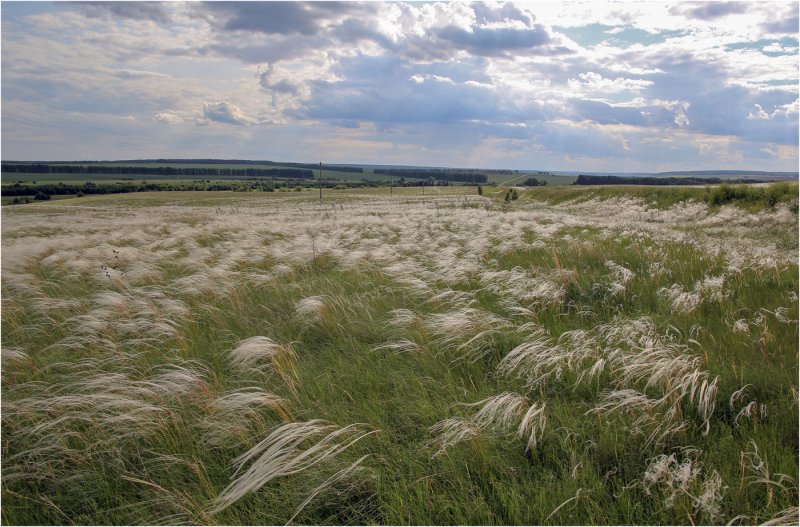 Ковыль Южной Америки