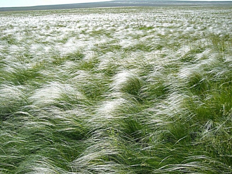Ковыль Байкальский