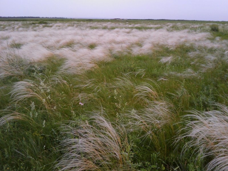 Ковыль тончайший (Stipa tenuissima) "Angel hair"
