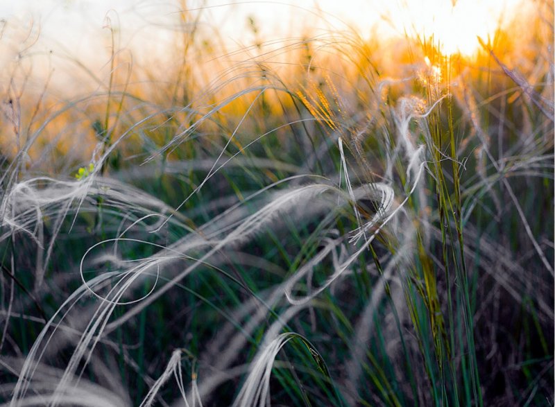 Ковыль тончайший (Stipa tenuissima)