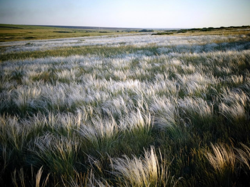 Ковыль украинский