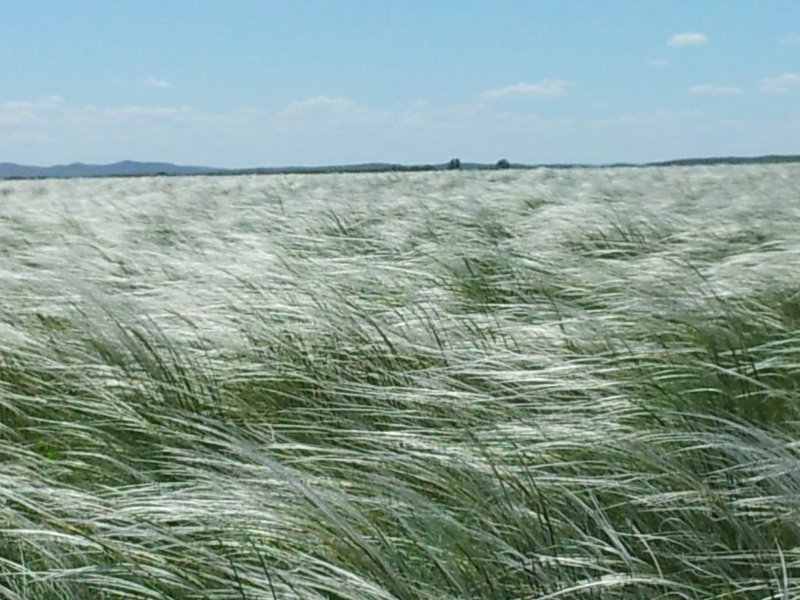 Ковыль Коржинского