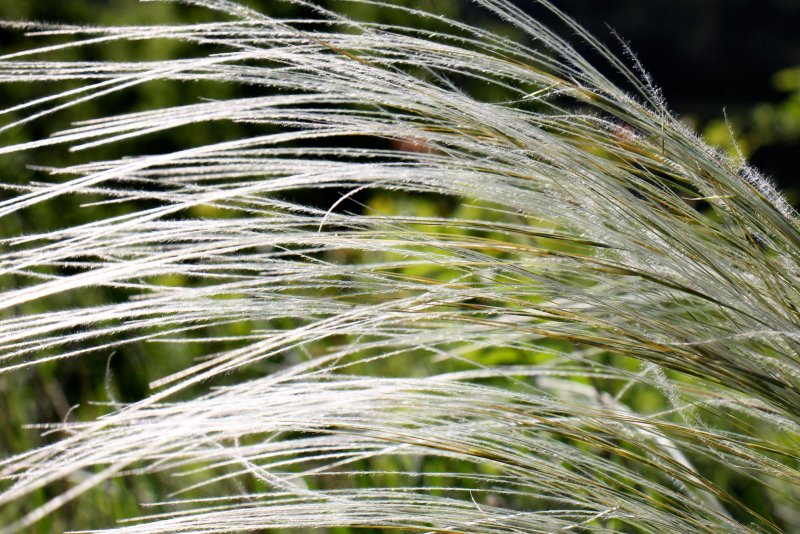 Stipa Rubens ковыль
