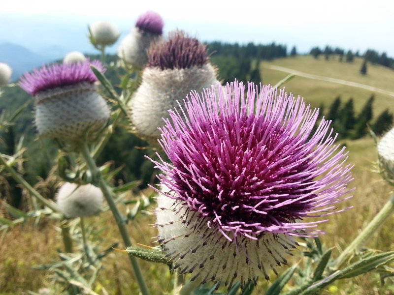 Расторопша пятнистая (Silybum Marianum)