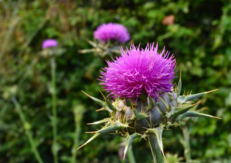 Silybum Marianum