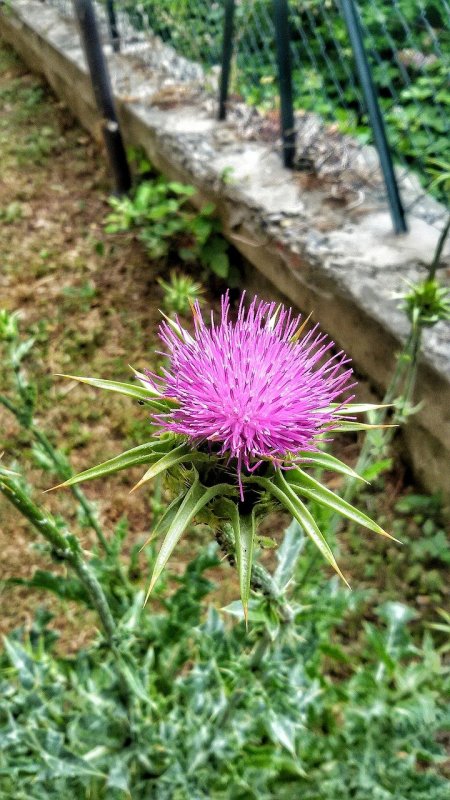 Silybum Marianum l.