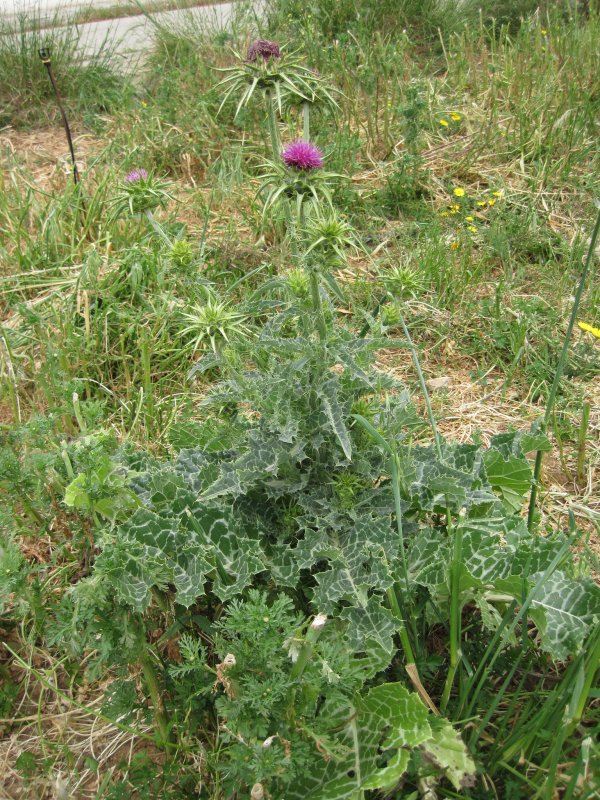 Расторопша пятнистая (Silybum Marianum)