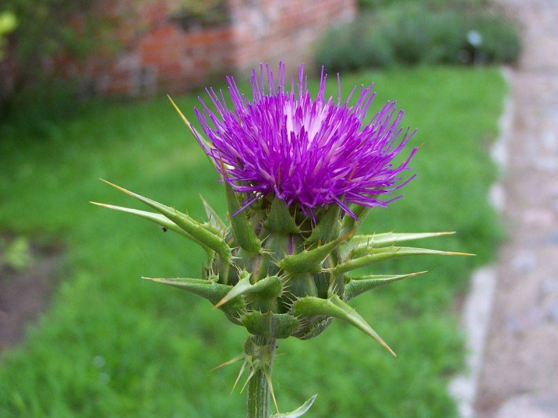 Расторопша пятнистая (Silybum Marianum)