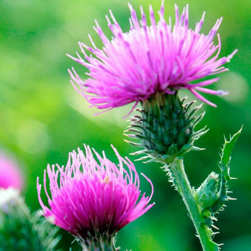 Расторопша пятнистая (Silybum Marianum)