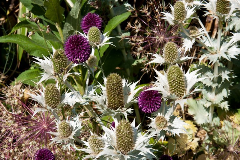 Milk Thistle расторопша