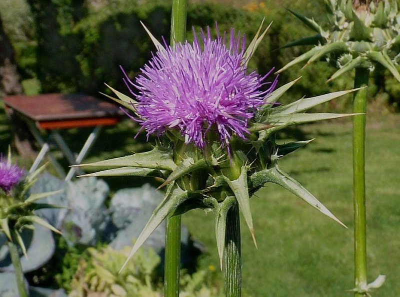 Чертополох колючий (Carduus Acanthoides)