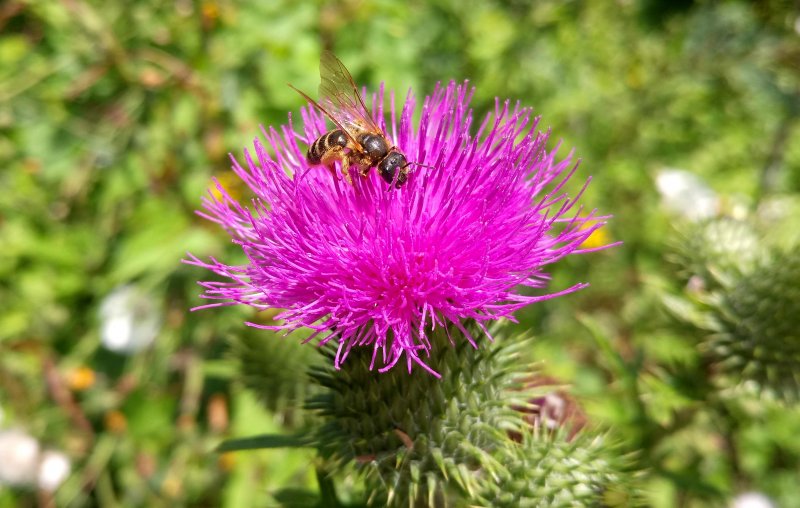 Milk Thistle расторопша