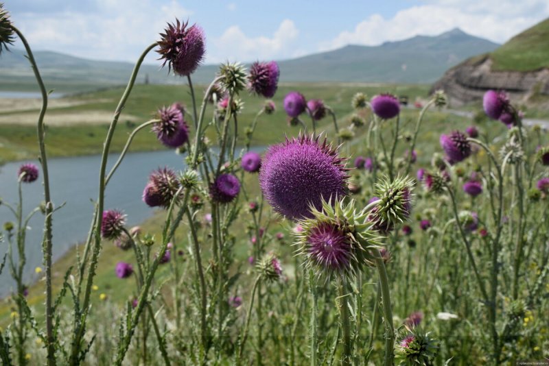Расторопша пятнистая (Silybum Marianum)