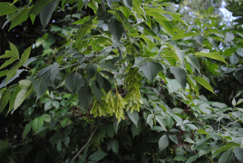 Клен ясенелистный (Acer negundo)