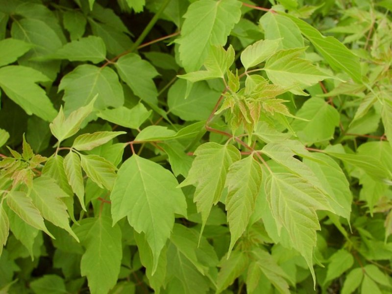 Клен американский (Acer negundo).