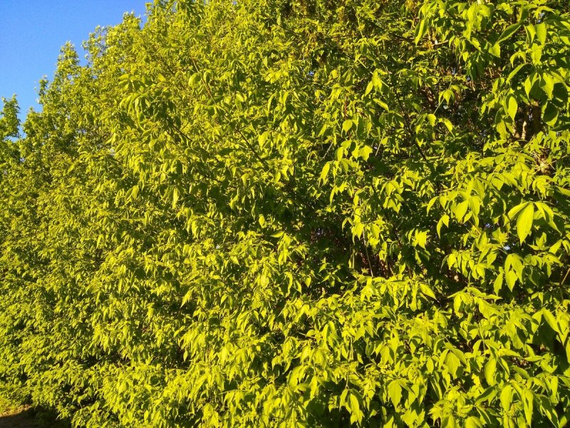 Клен американский (Acer negundo).
