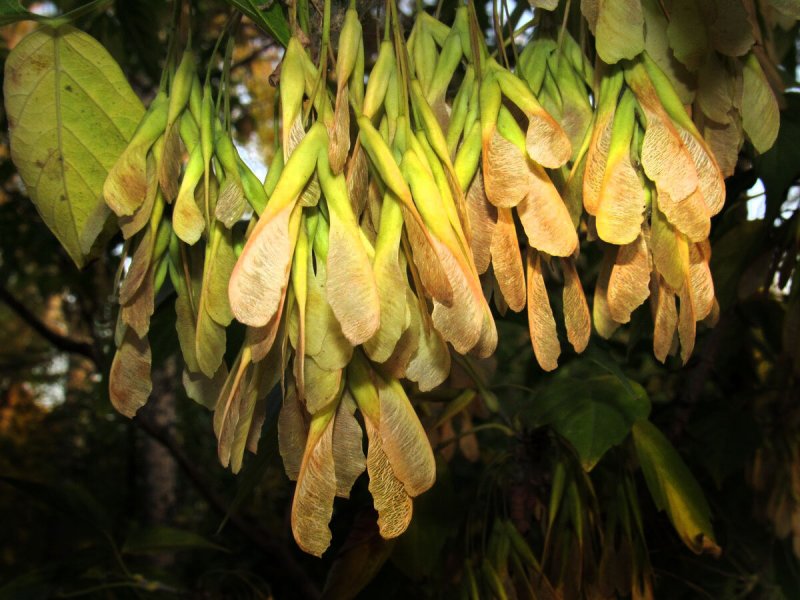 Клен американский (Acer negundo).