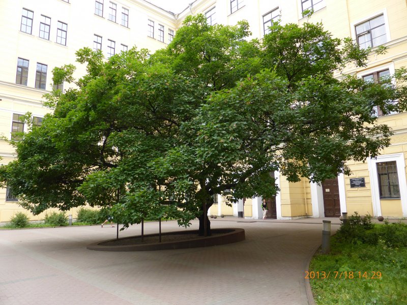 Клён ясенелистный фото и описание