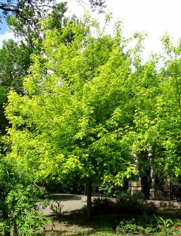 Клен ЯСЕНЕВИДНЫЙ