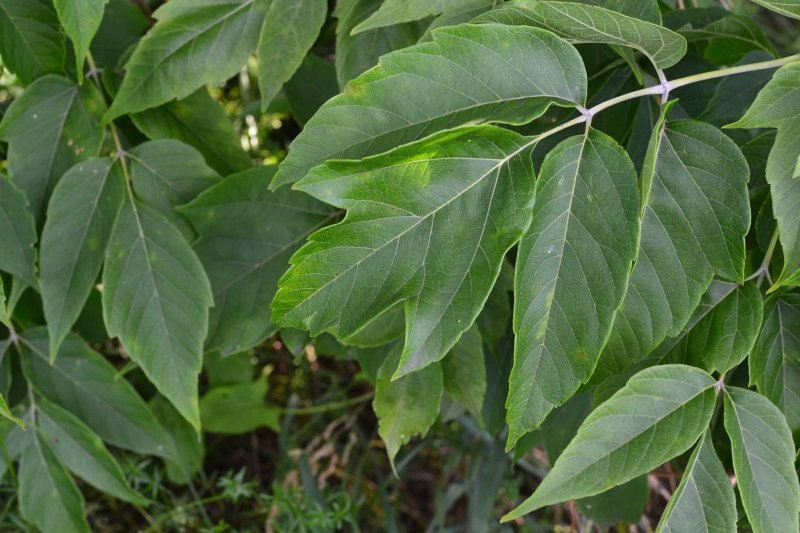 Клен американский (Acer negundo).