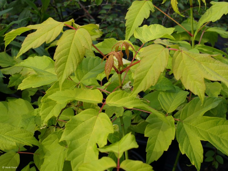 Acer negundo Flamingo