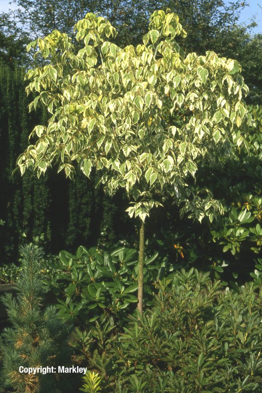 Acer negundo Flamingo
