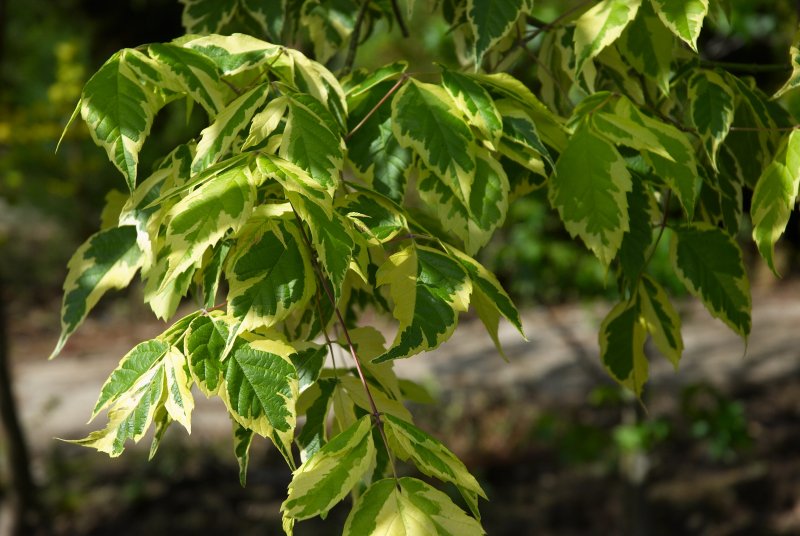 Клен американский (Acer negundo).