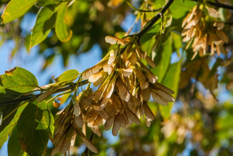 Клен американский (Acer negundo).